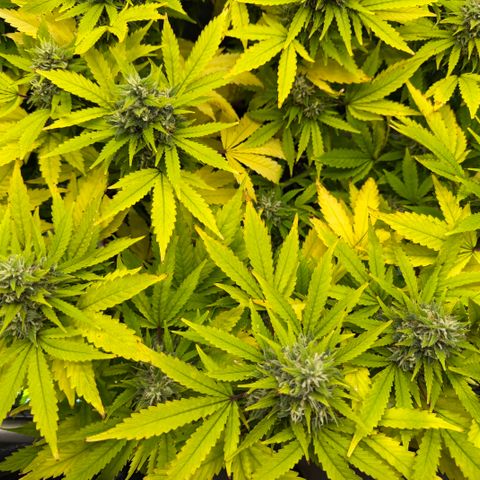 T-AK47 growlog photo: D105