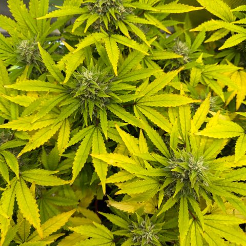 T-AK47 growlog photo: D105