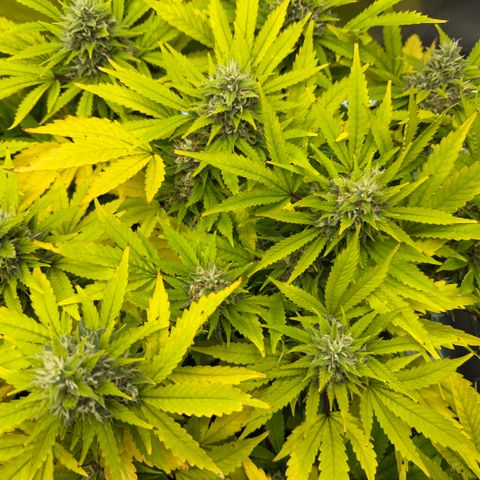 T-AK47 growlog photo: D105