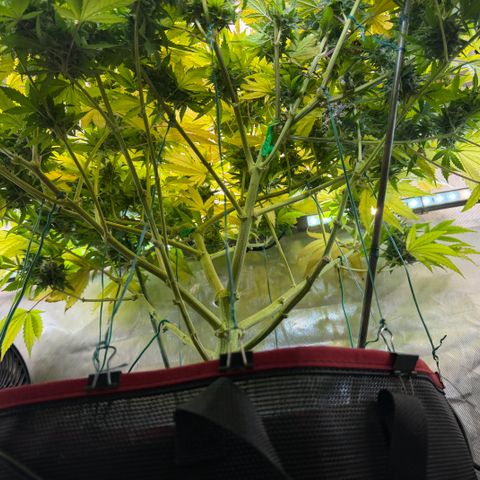 T-AK47 growlog photo: D106