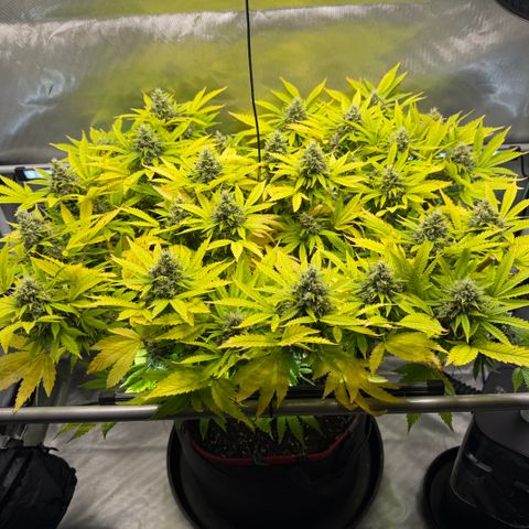 T-AK47 growlog photo: D106