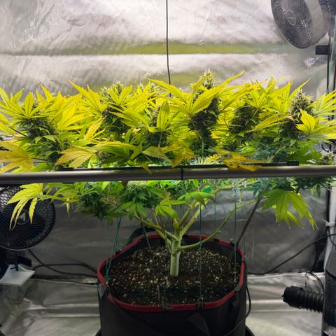 T-AK47 growlog photo: D106