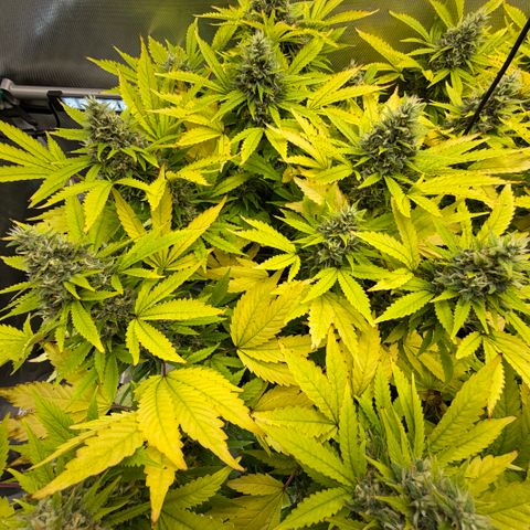 T-AK47 growlog photo: D106