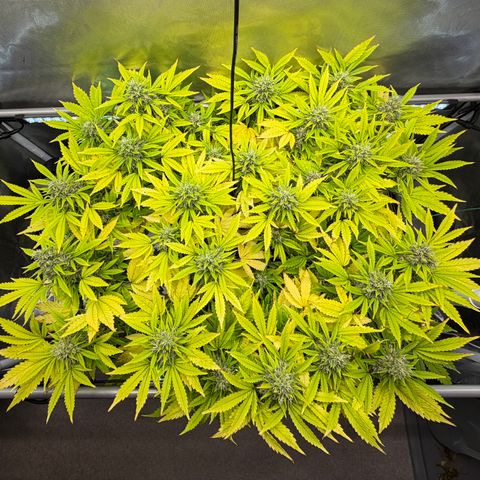 T-AK47 growlog photo: D106