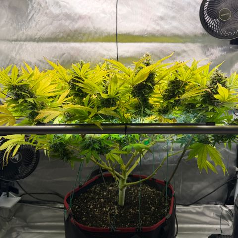 T-AK47 growlog photo: D107