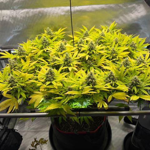 T-AK47 growlog photo: D107
