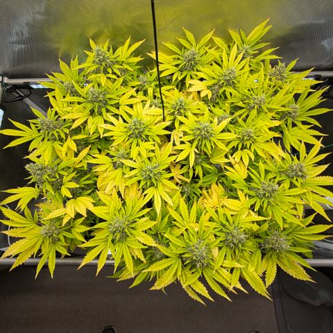 T-AK47 growlog photo: D107