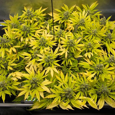 T-AK47 growlog photo: D112