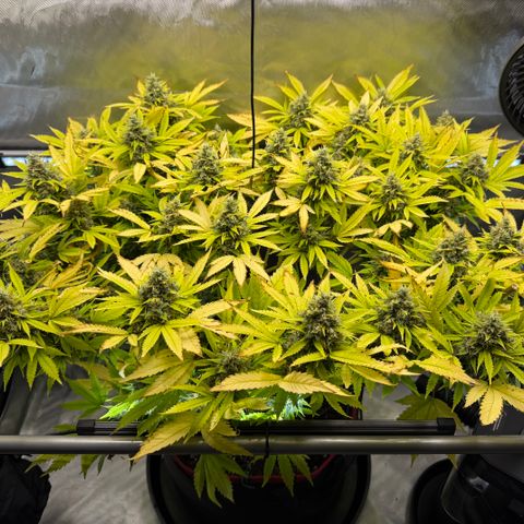 T-AK47 growlog photo: D113