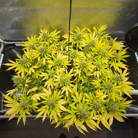 T-AK47 growlog photo: D113