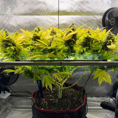 T-AK47 growlog photo: D113