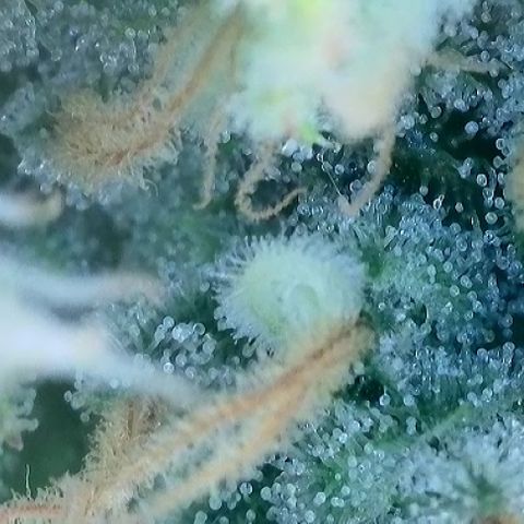 T-AK47 growlog photo: D112
