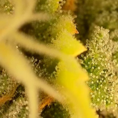 T-AK47 growlog photo: D112