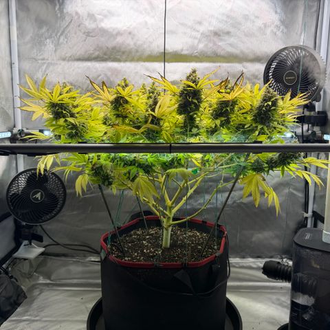 T-AK47 growlog photo: D117