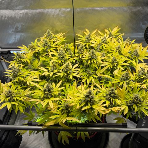 T-AK47 growlog photo: D117