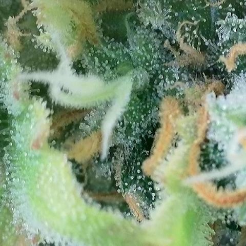 T-AK47 growlog photo: D117