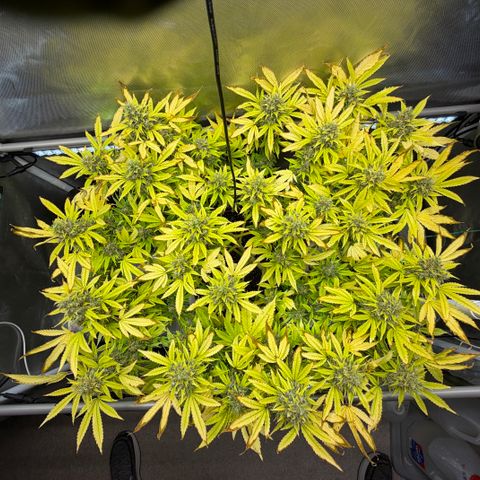 T-AK47 growlog photo: D117