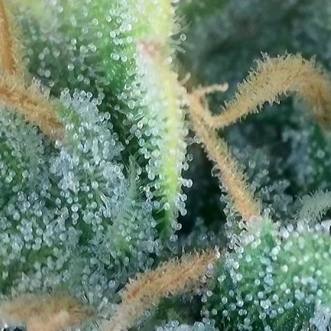 T-AK47 growlog photo: D117