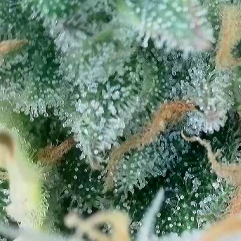 T-AK47 growlog photo: D117