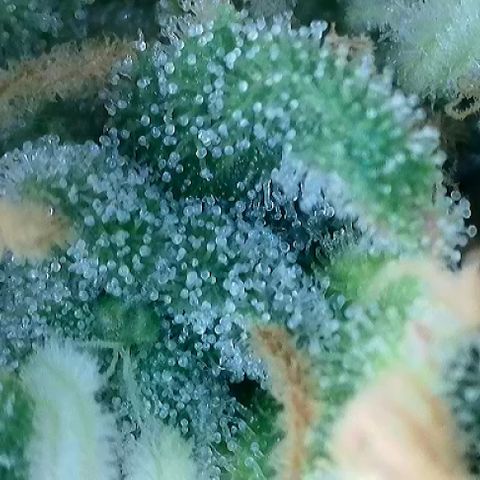 T-AK47 growlog photo: D119