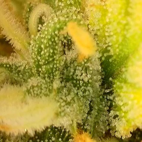 T-AK47 growlog photo: D119