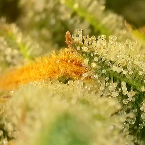 T-AK47 growlog photo: D119