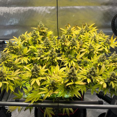 T-AK47 growlog photo: D120