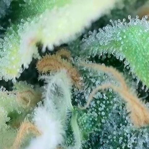 T-AK47 growlog photo: D120