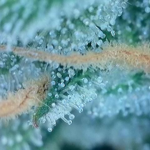 T-AK47 growlog photo: D120