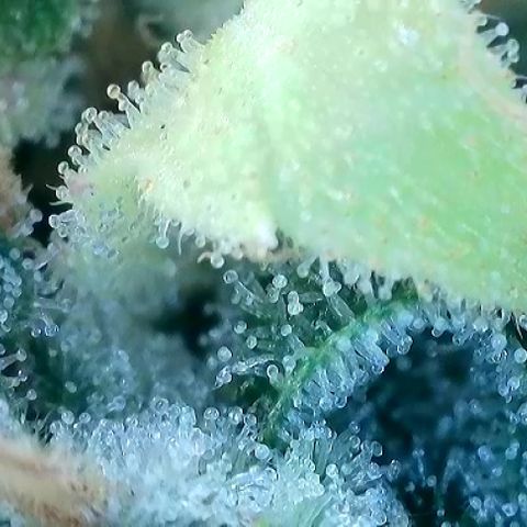 T-AK47 growlog photo: D121