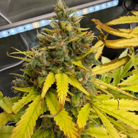 T-AK47 growlog photo: D121