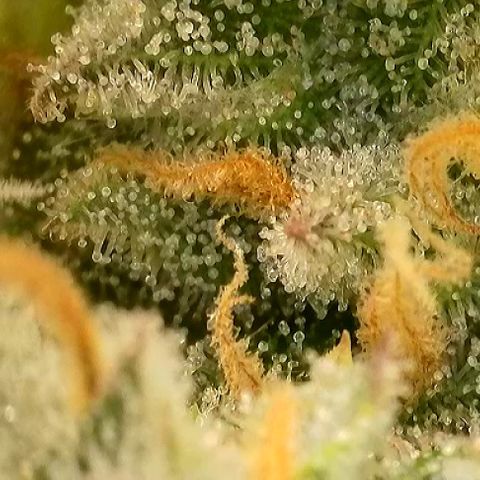 T-AK47 growlog photo: D121