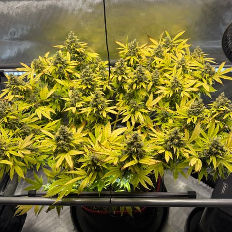 T-AK47 growlog photo: D121