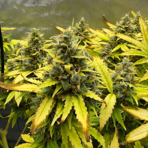 T-AK47 growlog photo: D121