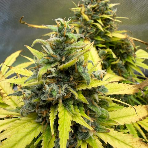 T-AK47 growlog photo: D121
