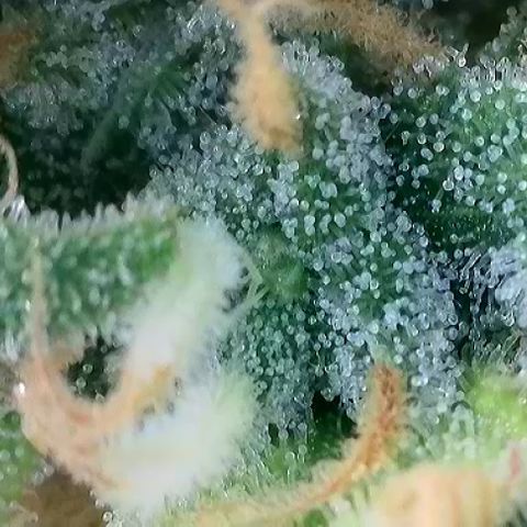 T-AK47 growlog photo: D120
