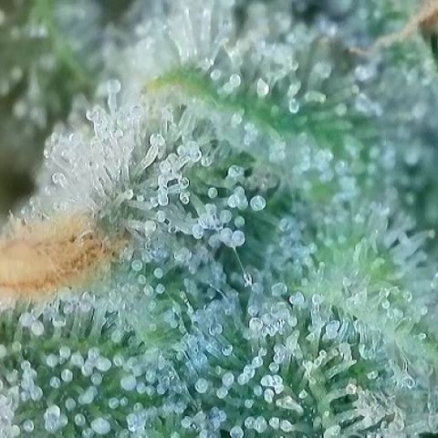 T-AK47 growlog photo: D123