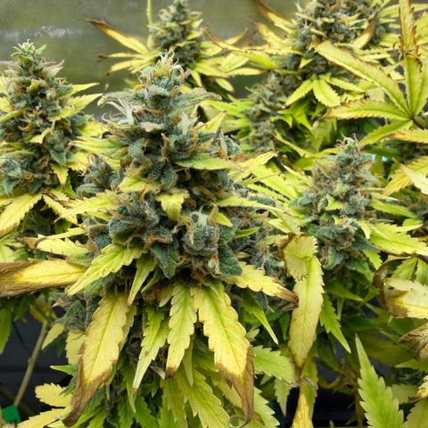 T-AK47 growlog photo: D123