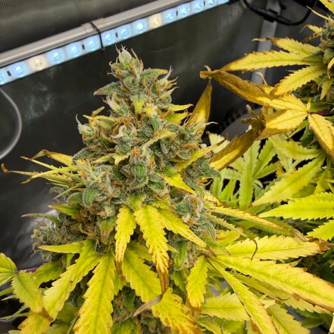 T-AK47 growlog photo: D123
