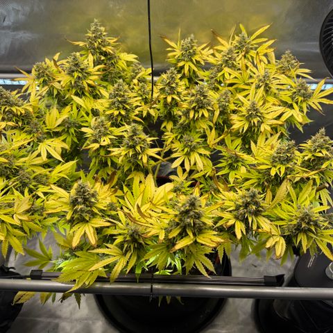 T-AK47 growlog photo: D123
