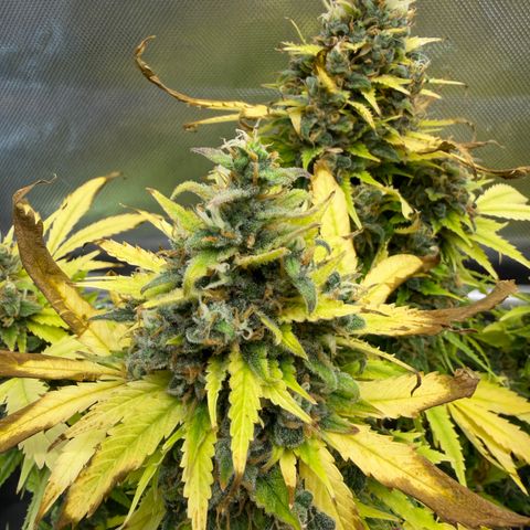 T-AK47 growlog photo: D123