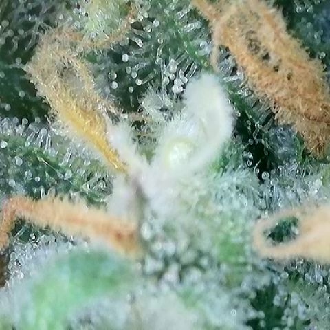 T-AK47 growlog photo: D123