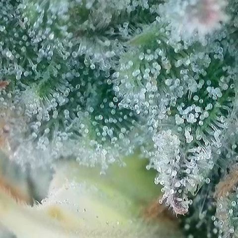 T-AK47 growlog photo: D123