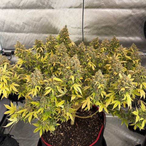T-AK47 growlog photo: D127
