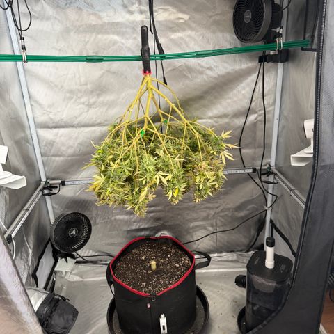 T-AK47 growlog photo: D127