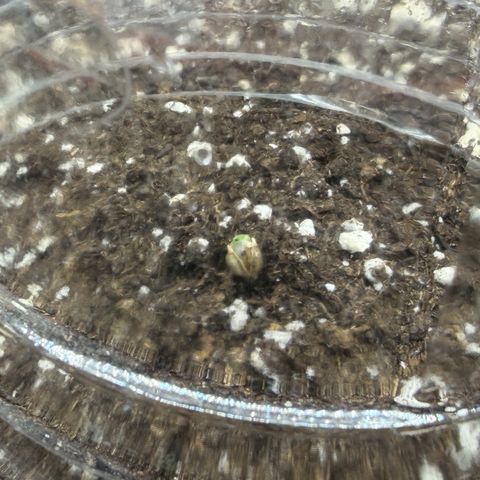 A-BPPR3 growlog photo: Day 0