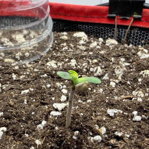 A-BPPR3 growlog photo: Day 1