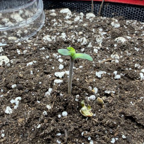 A-BPPR3 growlog photo: Day 1