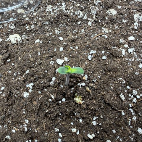 A-BPPR3 growlog photo: Day 1