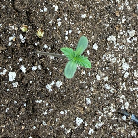 A-BPPR3 growlog photo: Day 2